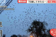 引越し先にムクドリの大群…深夜も大音量　住民困惑「寝不足で再引越しも覚悟」