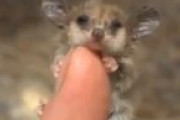 世界最小の有袋類、見つかる