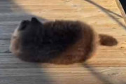 かわいい毛玉が「桟橋」の上にいた。くねくね、うにゃうにゃ♪ → ラッコの赤ちゃんはこうなっちゃう…