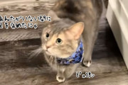 「私を置いていった罪は重い」猫が怪我を装い飼い主を翻弄させる