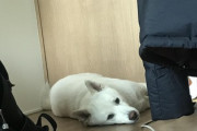 犬がひっくり返って寝てる