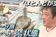 【悲報】『広島カキ』9割が死滅。｢死ぬ量が半端ではない。ここまで死んだのは初めて」