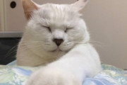 【ねこ画像】たくさんのご馳走を前にする猫さん…なんだか遠い目をしてますねwww