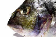 【注意】ウジムシが魚を食らいつくす様子を撮影したタイムラプス動画がヤバすぎる・・・