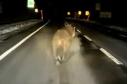 【超悲報動画】クマさん、煽り運転されてしまうwwwwwwwwwwwwwwwww