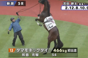【新潟５R新馬戦】タマモネックタイがパドックで放馬