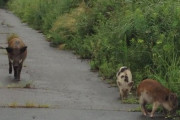 【福島でイノブタ増殖中】学者「人間が戻ってきたときにイノシシがどうするのか非常に興味深い」