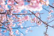 ■中国■の『桜の風景』スケールがデカ過ぎる…【→画像】