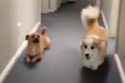 【悲報】コーギーさん、歩き方を他の犬にいじられてしまう
