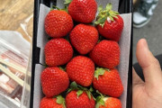 外国人「見てくれ、日本のイチゴは見た目からレベルが違う」