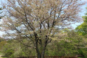 【韓国】 済州自生種を「済州王桜」と変更した呼び名、再検討されることに…ソメイヨシノの起源は、今後議論の対象に