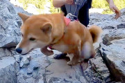 【衝撃の姿】犬と一緒に岩壁登山！驚きの姿にファン感激