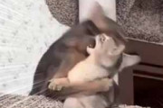 ２匹の猫がキャットタワーの上でケンカを始めた。私が王だ！ → 猫はこうする…