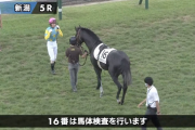 【日曜新潟5R新馬戦】怪物セブンサミットの時間だああぁぁ