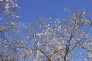 【画像】冬桜が咲いてた