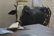 オンリーインド事案。牛が病院に侵入して書類を食べる映像が論争に発展