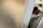【悲報】イッヌ、風呂を覗いてくる
