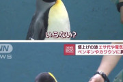 舌が肥えて安い魚を拒否する日本の水族館のペンギン、海外でも話題に
