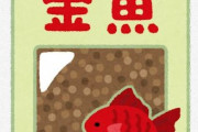 初心者さん「ネットで金魚の飼育方法調べると、どこも言ってること違う」