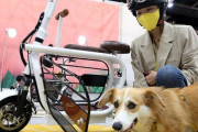 「コリアペットショー」で愛犬と乗れるスクーターが展示