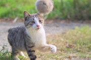 【ねこ画像】天気が良かったのでねこと遊ぶ