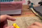 【動画】鳥さん、嫉妬してしまう