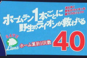 西武スパンジー、久々に野生のライオンを救う！