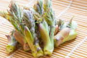 【画像】タラの芽いっぱい採ってきた