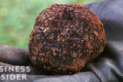 「和牛みたいな見た目だね」トリュフはなぜ高価なのか？ 海外の反応
