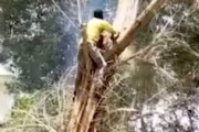 【動画】これは予想外だった木こりの大事故(((ﾟДﾟ)))
