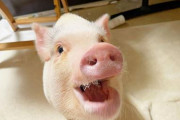🐷「やめてくれブー！ボクたちは食べものじゃないんだブー！！！」