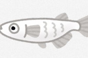 メダカの天ぷらうめえな