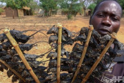 アフリカ、野ネズミの串焼きが貴重なタンパク源に新型コロナで食糧不足 |  野生のネズミって要するにゴキブリみたいなもんだろ