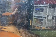 【動画】ワニを舐めくさった女さん、逆襲される