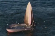 【動画】専門家「クジラはプランクトンを食べて生きてます」→本当の食事風景がこちら