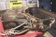 【神奈川】高校女子トイレに迷い込んだシカ　猟友会らが生きたまま捕獲！(画像)