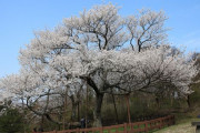【起源主張ができなくなったから】「日本の桜を抜いて、済州の王桜を植えよう」キャンペーン始まる