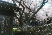 日本三大桜の名所の高遠でお花見するぞい