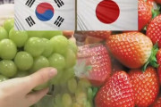 イチゴ・ブドウに戦争拡大？日本「韓国が日本産を無断栽培」と突拍子もない主張＝韓国の反応