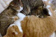 【画像】三匹の猫がお互いを枕にし合って寝ている奇跡のキャットトライアングルがこちら
