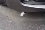 ネコが新しい家から逃げ出した。探していると私の車から何か出ている → 猫はこんなところに隠れていました…
