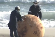 海外「日本の海岸にモスラの卵！？」打ち上げられた巨大な球体の正体は？