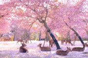 「奈良の鹿はアグレッシブ」奈良公園の鹿と桜が美しすぎると話題 海外の反応