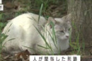 【動画】 都内の公園で猫の不審死相次ぐ　吊られた死骸も