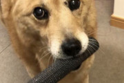 犬とかいうクソバカな生き物wwww