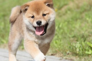 今年の『犬の名前ランキング』が発表！1位は「ムギ」で2年連続首位