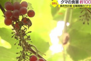 【山形】クマ、ブドウ１００キロを食い荒らし逃走…長井市の畑で