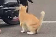 【ネコ】 飼い主がバイクに乗った。さぁ出発にゃ！ → 猫はこうなる…