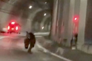 【北海道】「えっ、来る来る来る...」トンネル内で子グマ走る　車に接触もけが人なし　数時間後、警察がクマの死骸発見 (動画)