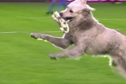 サッカーの試合で犬が乱入！スパイクを咥えて走り回る　南米ボリビア